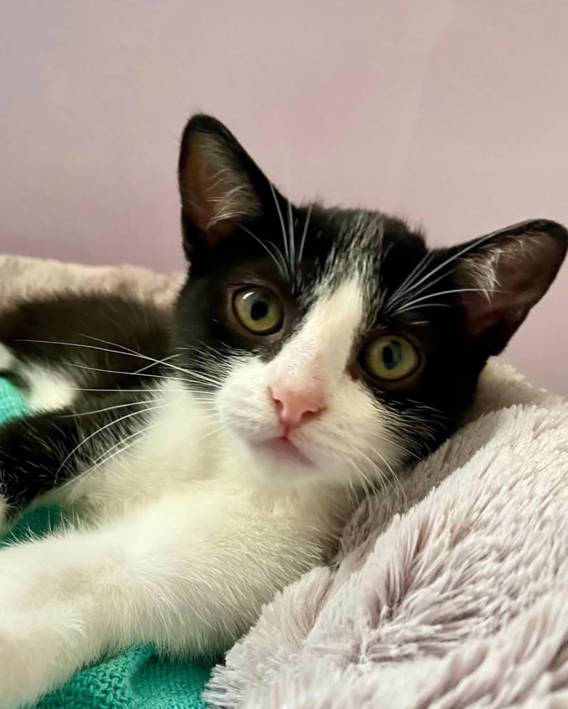 Rolex, gato de porte pequeno para adoção em São Paulo - SP — foto 3 de 4