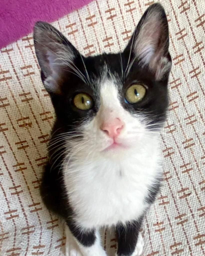 Rolex, gato de porte pequeno para adoção em São Paulo - SP — foto 4 de 4
