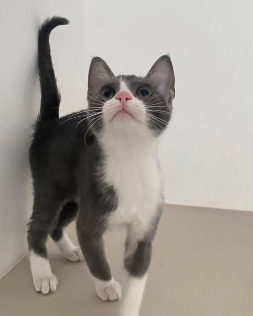 Cartier, gata de porte pequeno para adoção em São Paulo - SP — foto 3 de 5