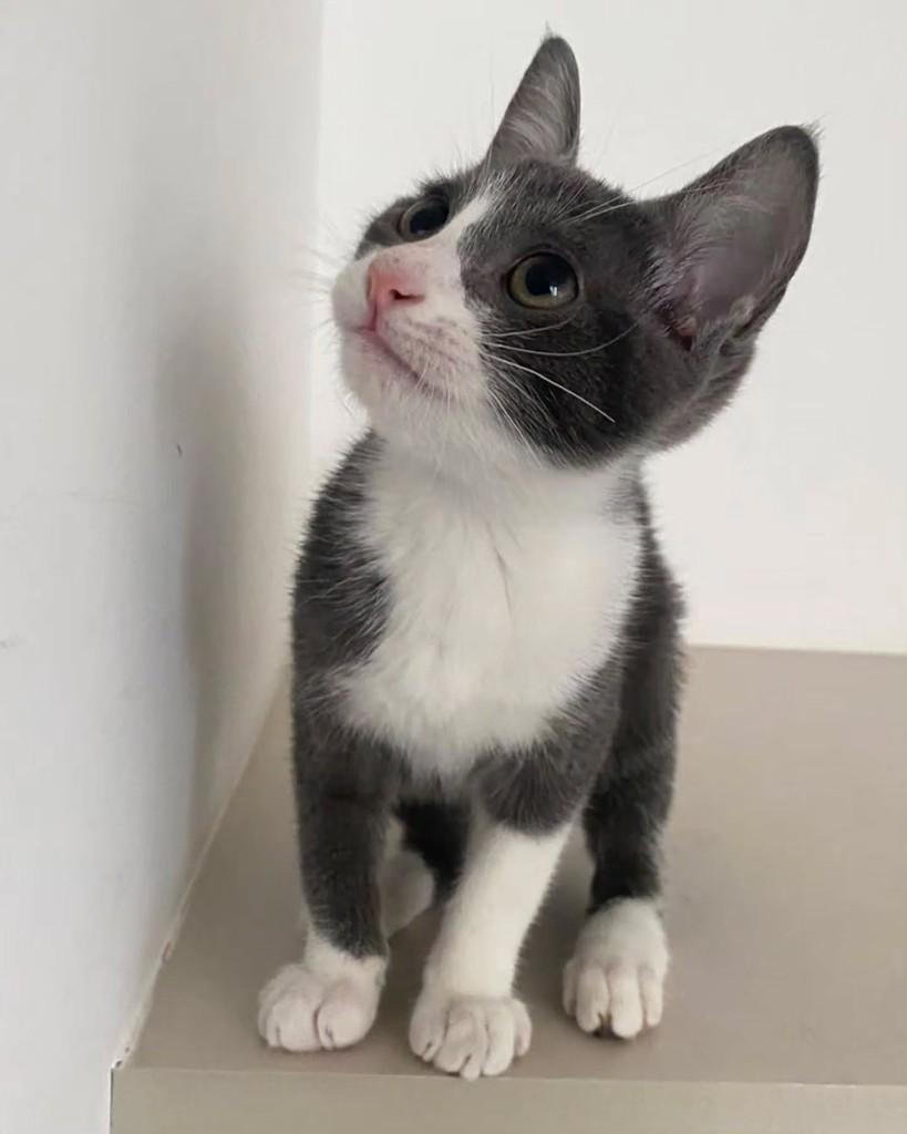 Cartier, gata de porte pequeno para adoção em São Paulo - SP — foto 4 de 5