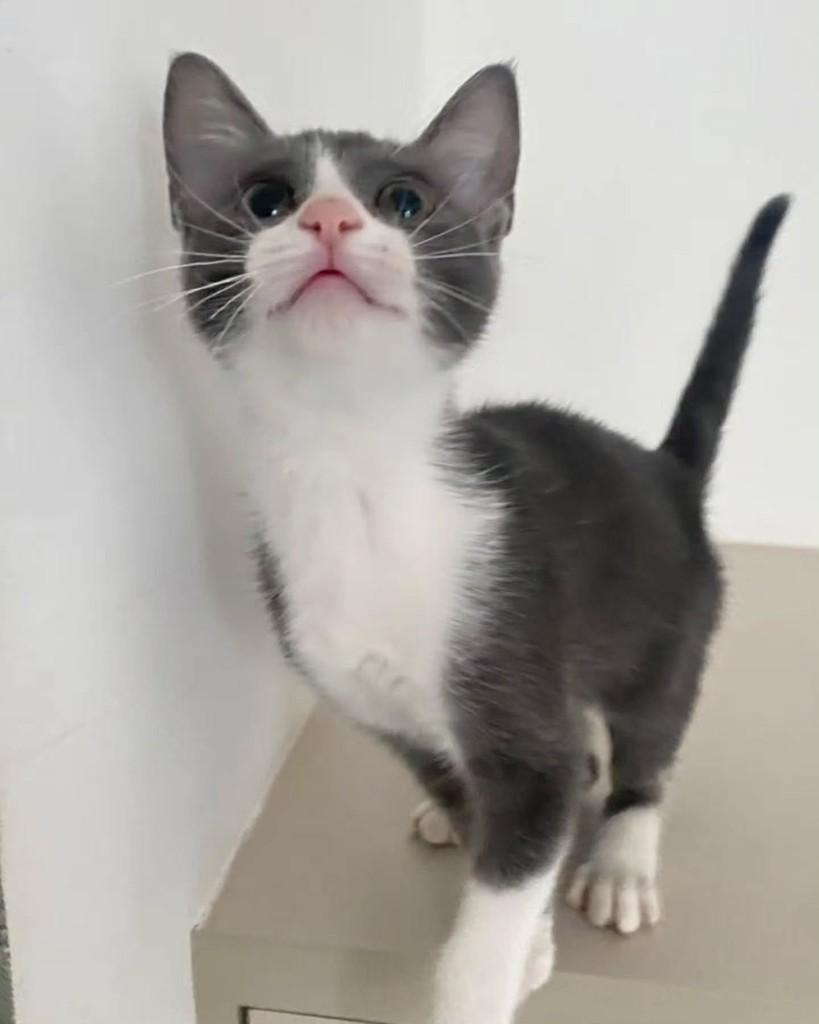 Cartier, gata de porte pequeno para adoção em São Paulo - SP — foto 5 de 5
