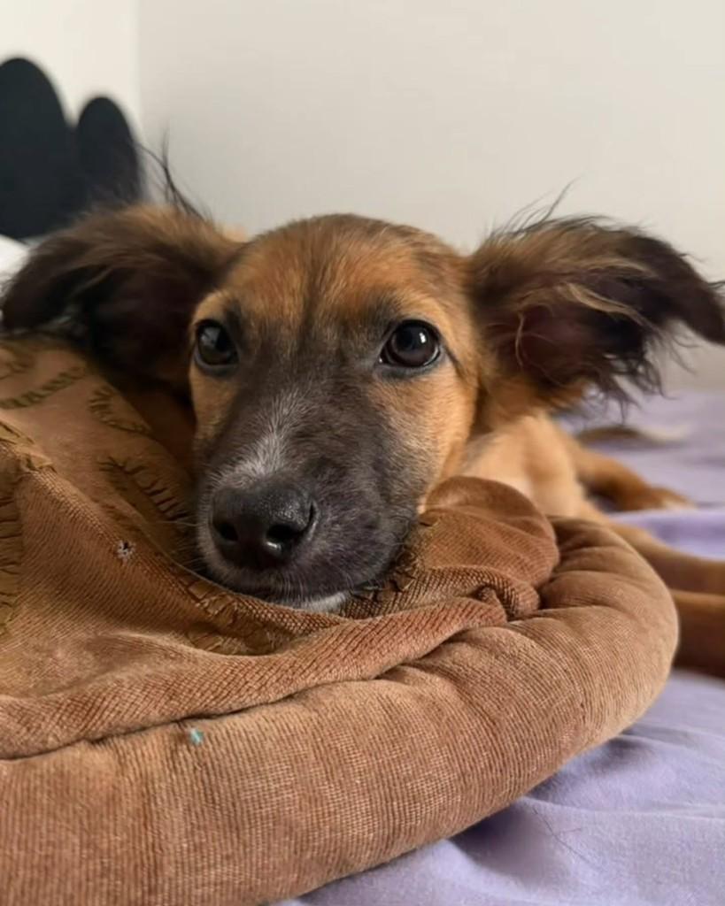 Clover, cadela de porte pequeno para adoção em São Paulo - SP