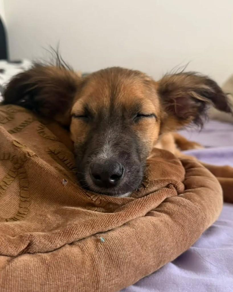 Clover, cadela de porte pequeno para adoção em São Paulo - SP — foto 2 de 10