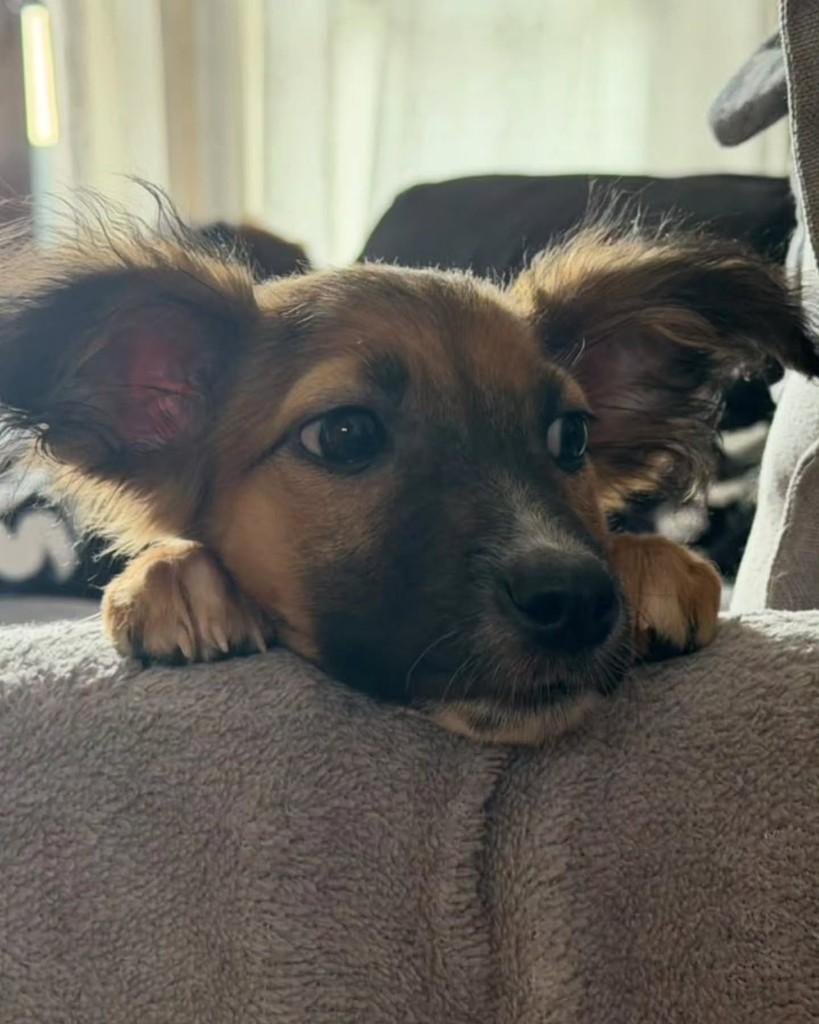 Clover, cadela de porte pequeno para adoção em São Paulo - SP — foto 3 de 10