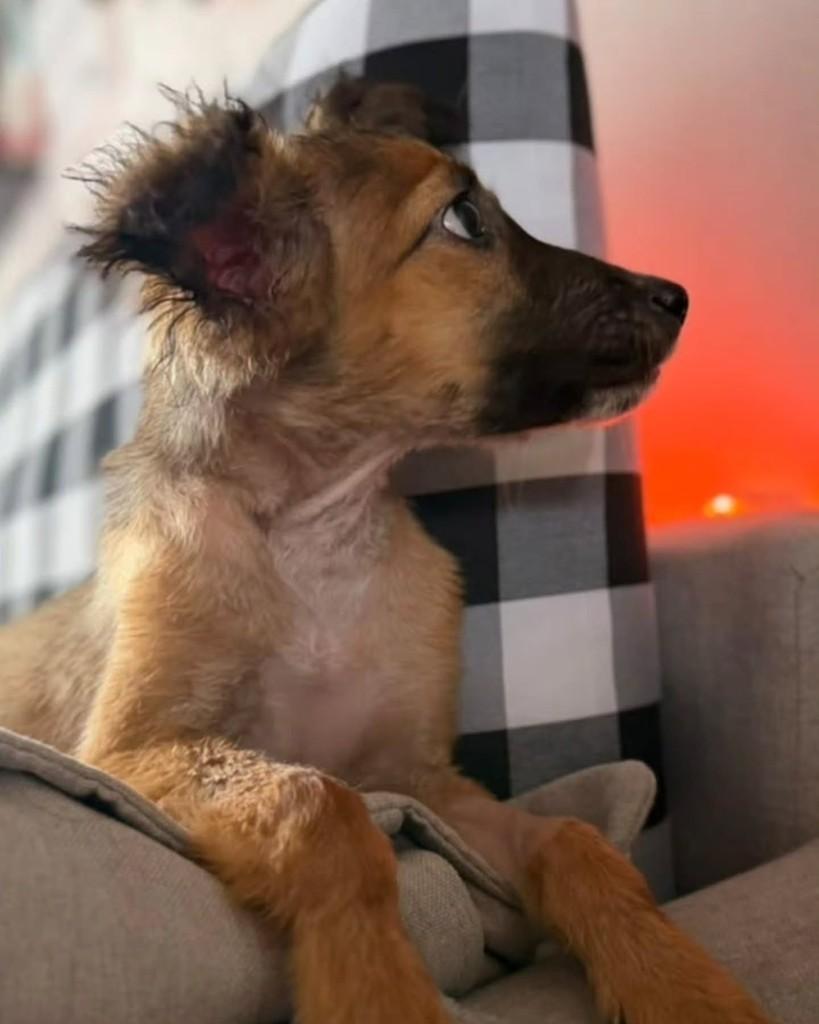 Clover, cadela de porte pequeno para adoção em São Paulo - SP — foto 4 de 10