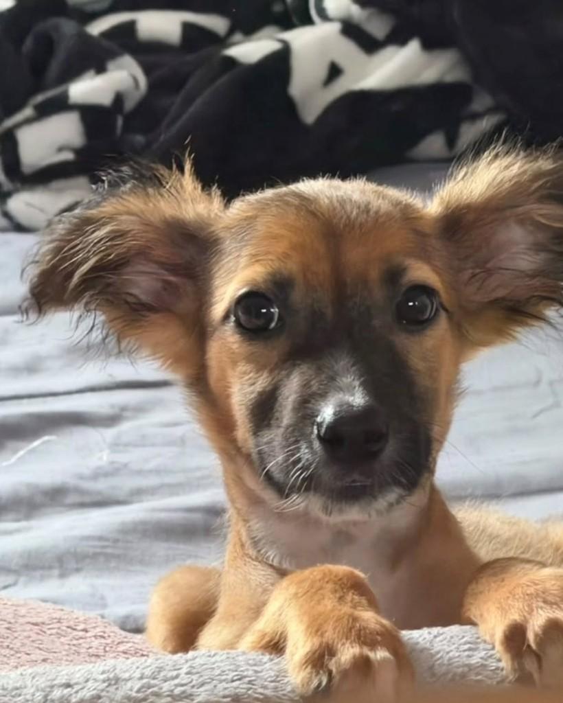 Clover, cadela de porte pequeno para adoção em São Paulo - SP — foto 5 de 10