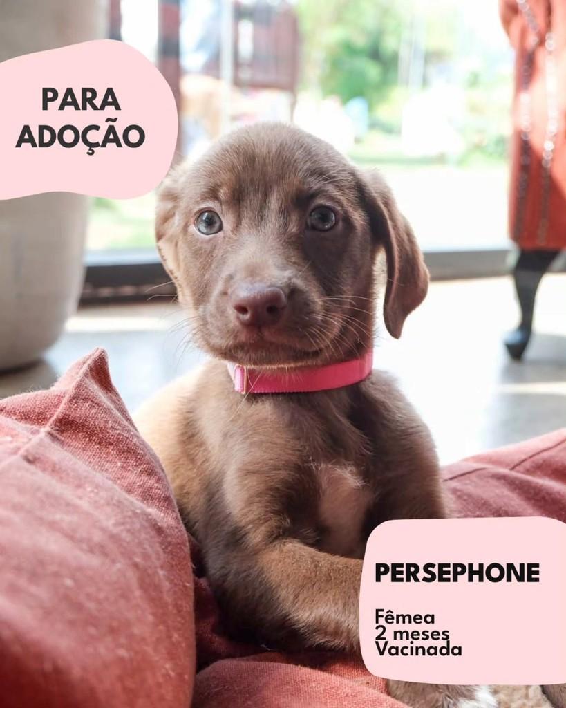 Persephone, cadela de porte pequeno para adoção em São Paulo - SP
