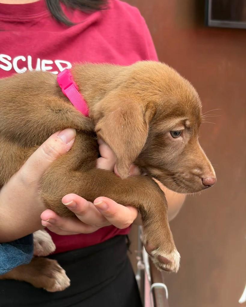 Persephone, cadela de porte pequeno para adoção em São Paulo - SP — foto 4 de 6