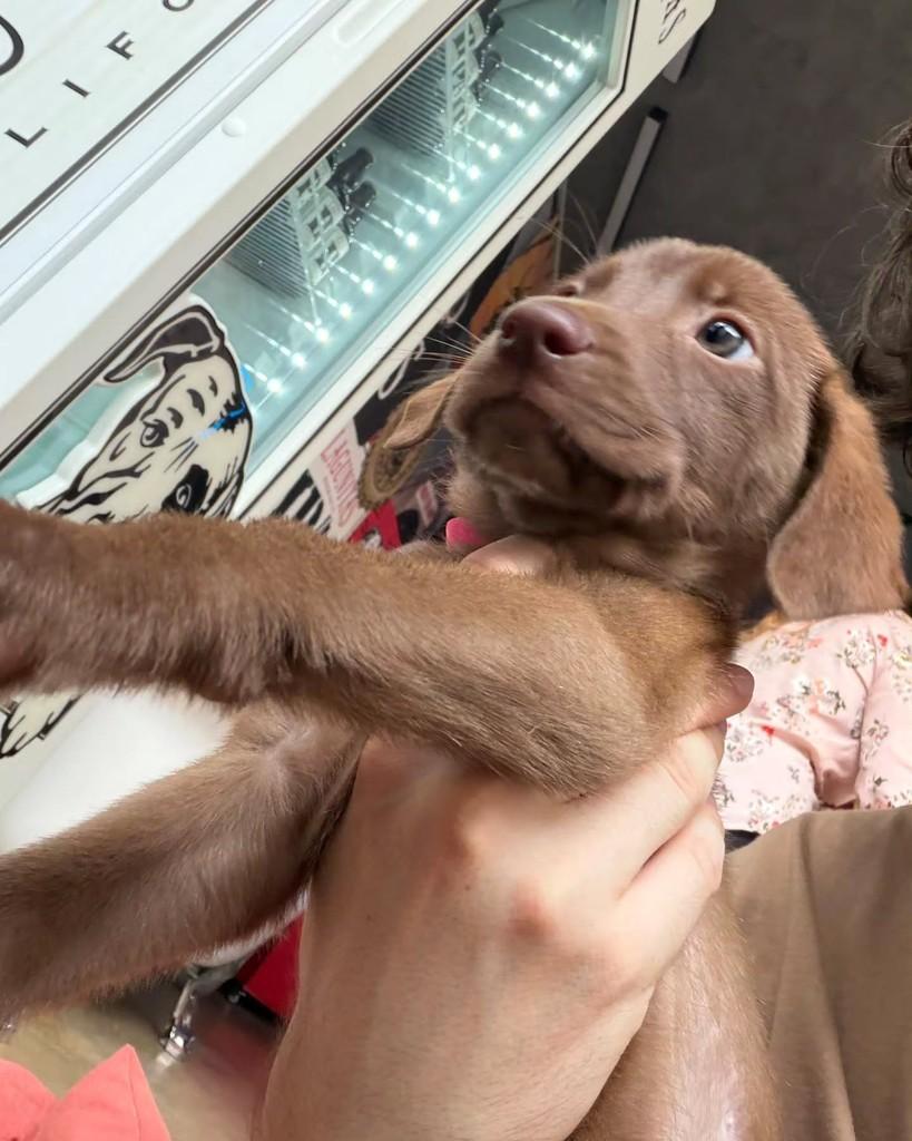 Persephone, cadela de porte pequeno para adoção em São Paulo - SP — foto 5 de 6
