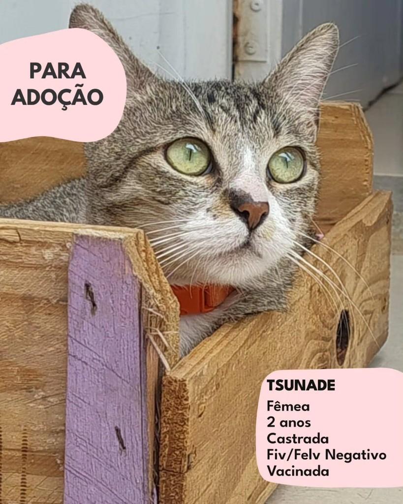 Tsunade, gata de porte médio para adoção em São Paulo - SP