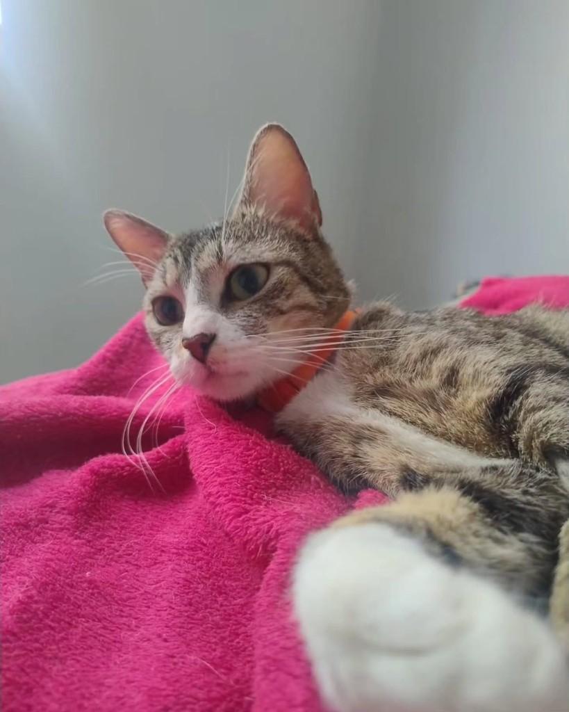 Tsunade, gata de porte médio para adoção em São Paulo - SP — foto 2 de 11