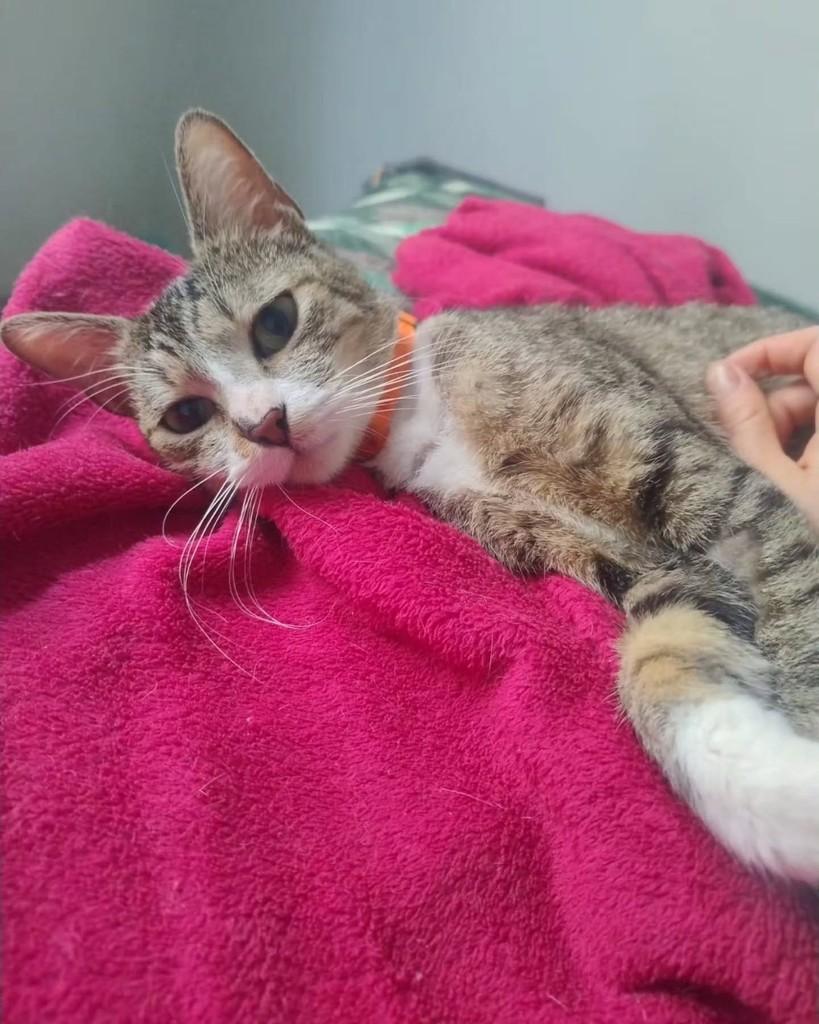 Tsunade, gata de porte médio para adoção em São Paulo - SP — foto 3 de 11
