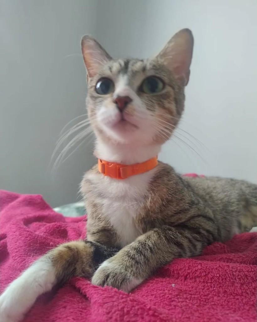 Tsunade, gata de porte médio para adoção em São Paulo - SP — foto 4 de 11