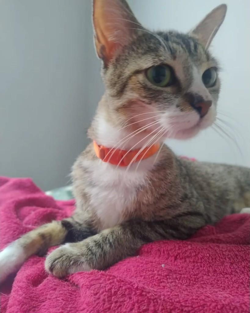 Tsunade, gata de porte médio para adoção em São Paulo - SP — foto 5 de 11