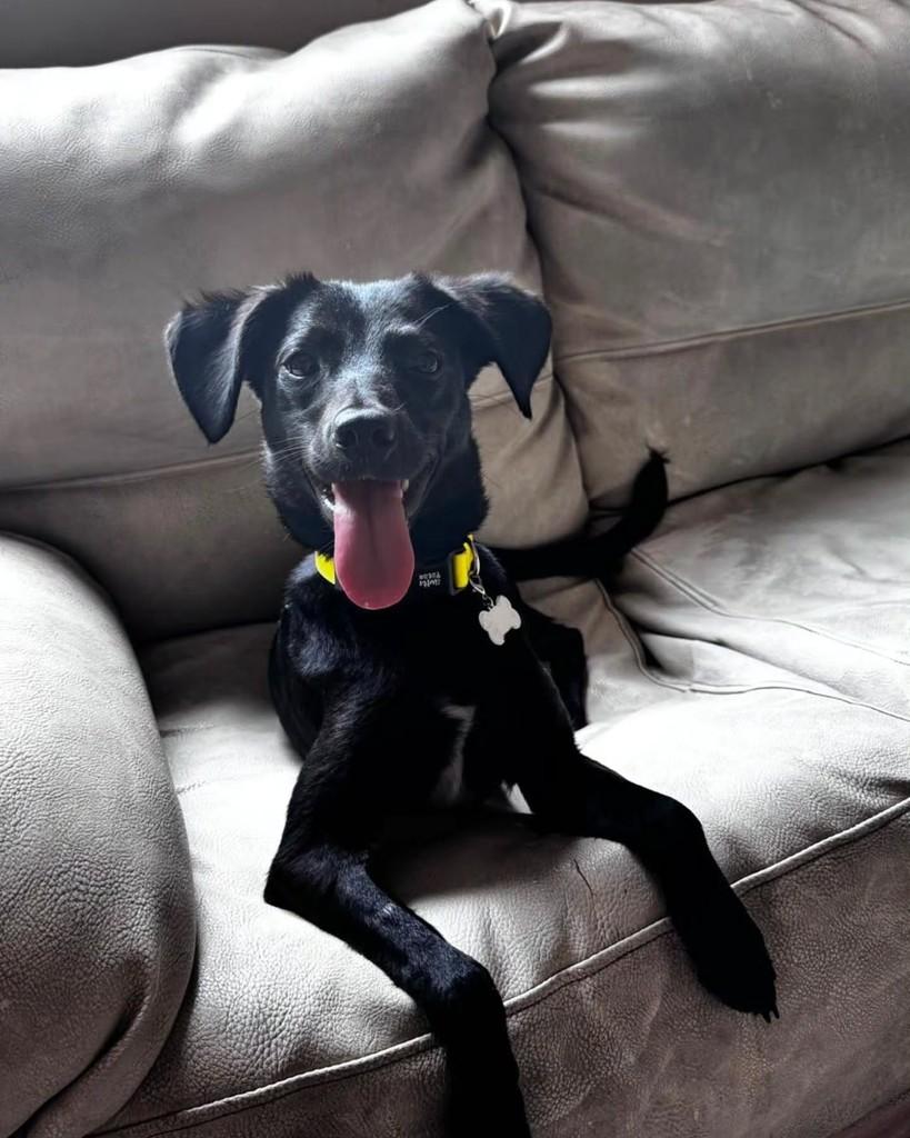 Jerry, cachorro de porte pequeno para adoção em São Paulo - SP