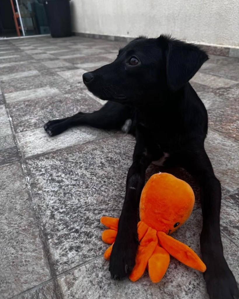 Jerry, cachorro de porte pequeno para adoção em São Paulo - SP — foto 2 de 10