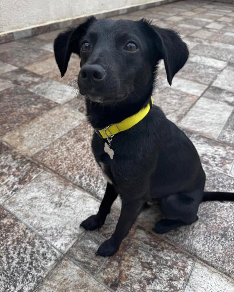 Jerry, cachorro de porte pequeno para adoção em São Paulo - SP — foto 3 de 10