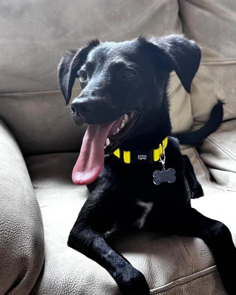 Jerry, cachorro de porte pequeno para adoção em São Paulo - SP — foto 4 de 10