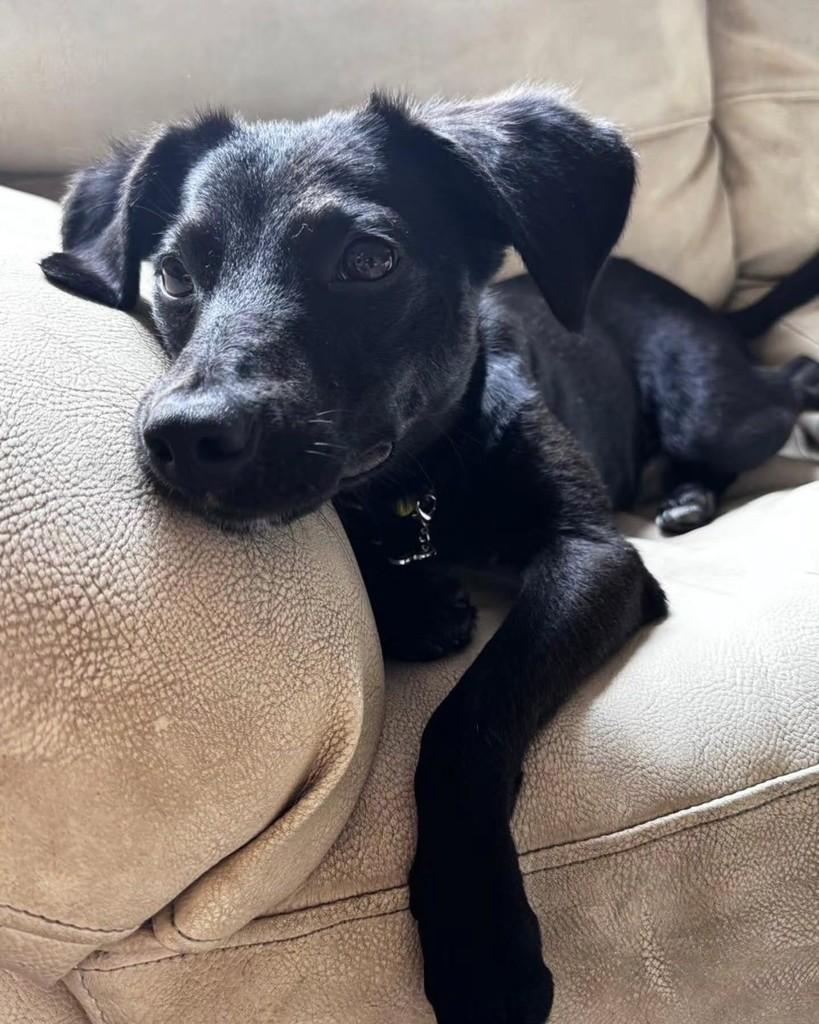 Jerry, cachorro de porte pequeno para adoção em São Paulo - SP — foto 5 de 10