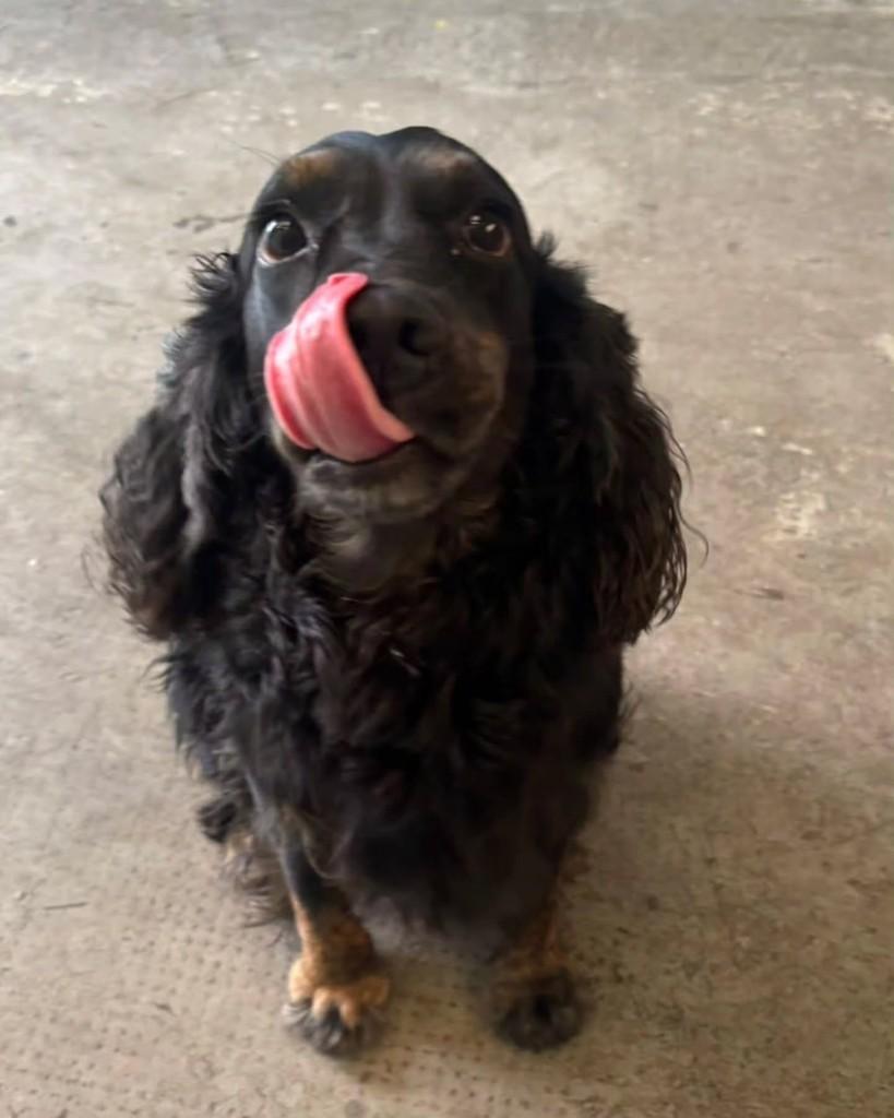 Gilberto, cachorro de porte médio para adoção em São Paulo - SP