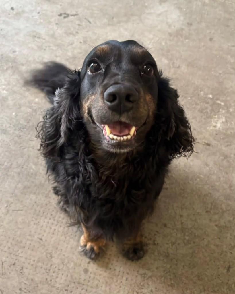 Gilberto, cachorro de porte médio para adoção em São Paulo - SP — foto 2 de 4