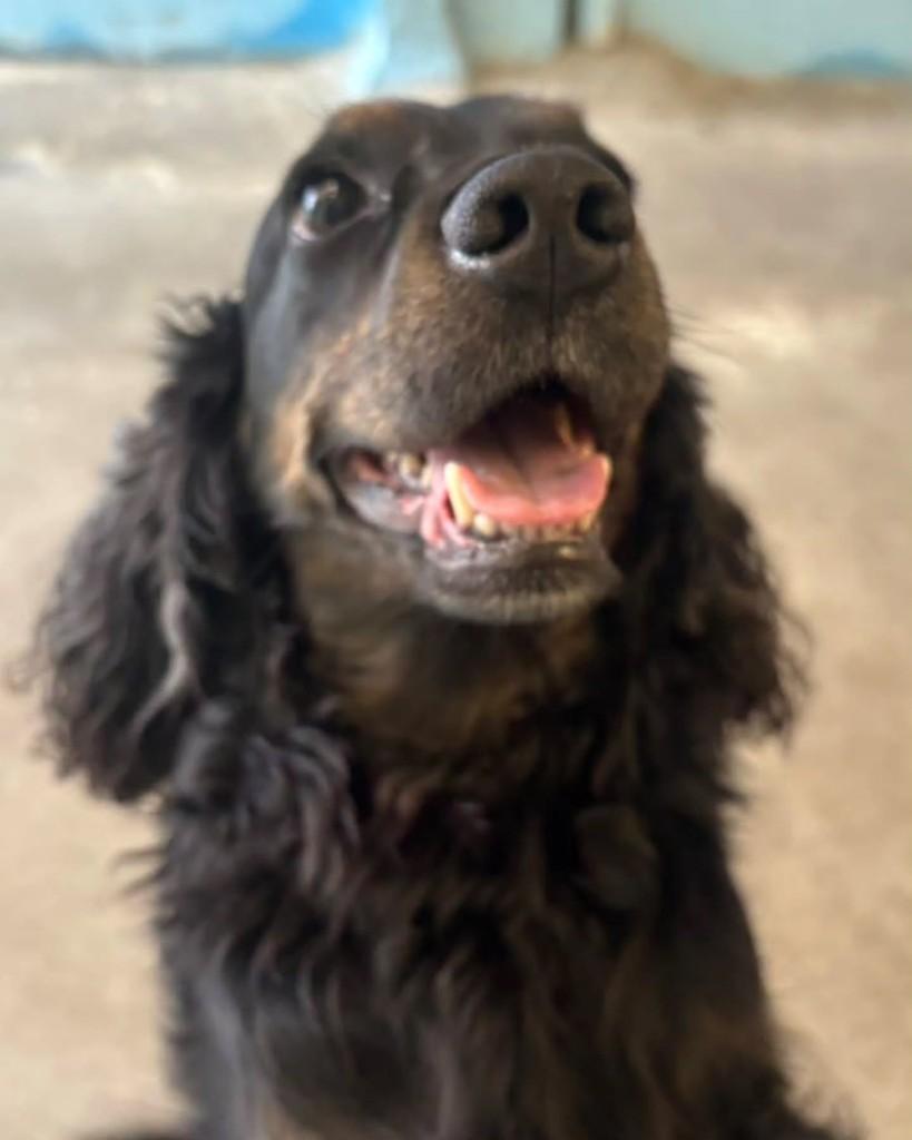 Gilberto, cachorro de porte médio para adoção em São Paulo - SP — foto 3 de 4