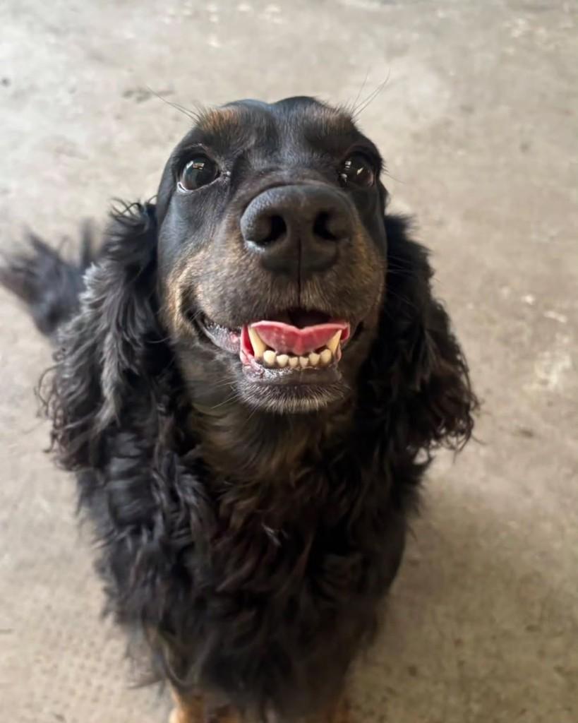 Gilberto, cachorro de porte médio para adoção em São Paulo - SP — foto 4 de 4