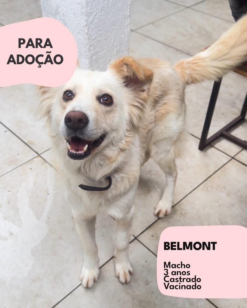 Belmont, cachorro de porte médio para adoção em São Paulo - SP