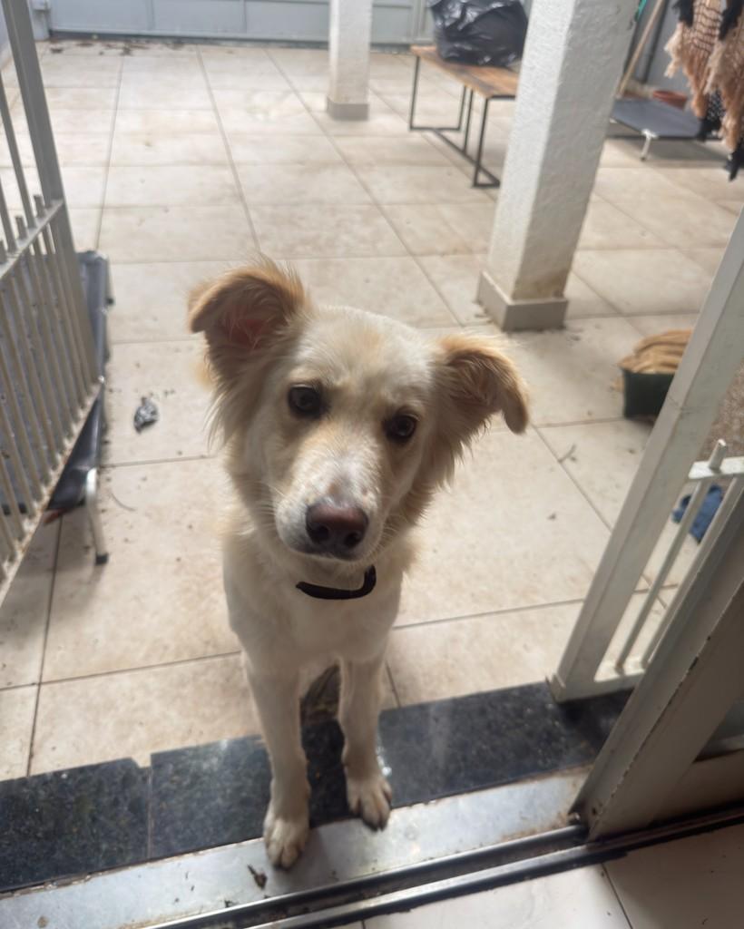 Belmont, cachorro de porte médio para adoção em São Paulo - SP — foto 2 de 6