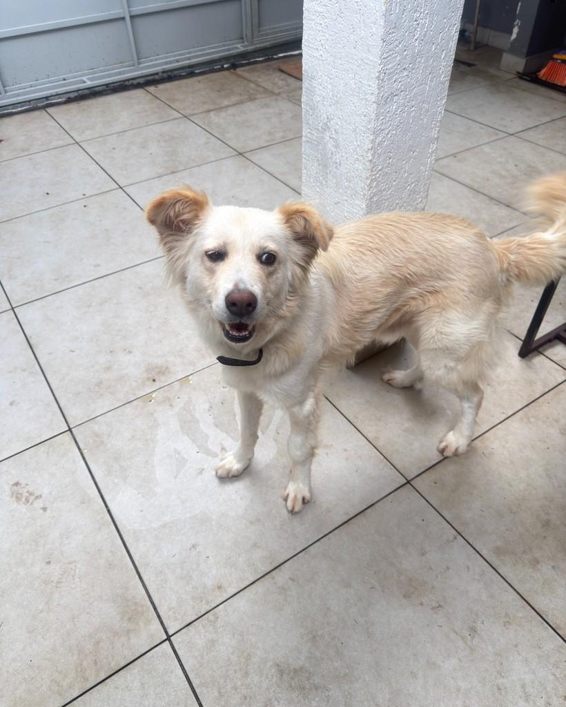 Belmont, cachorro de porte médio para adoção em São Paulo - SP — foto 3 de 6