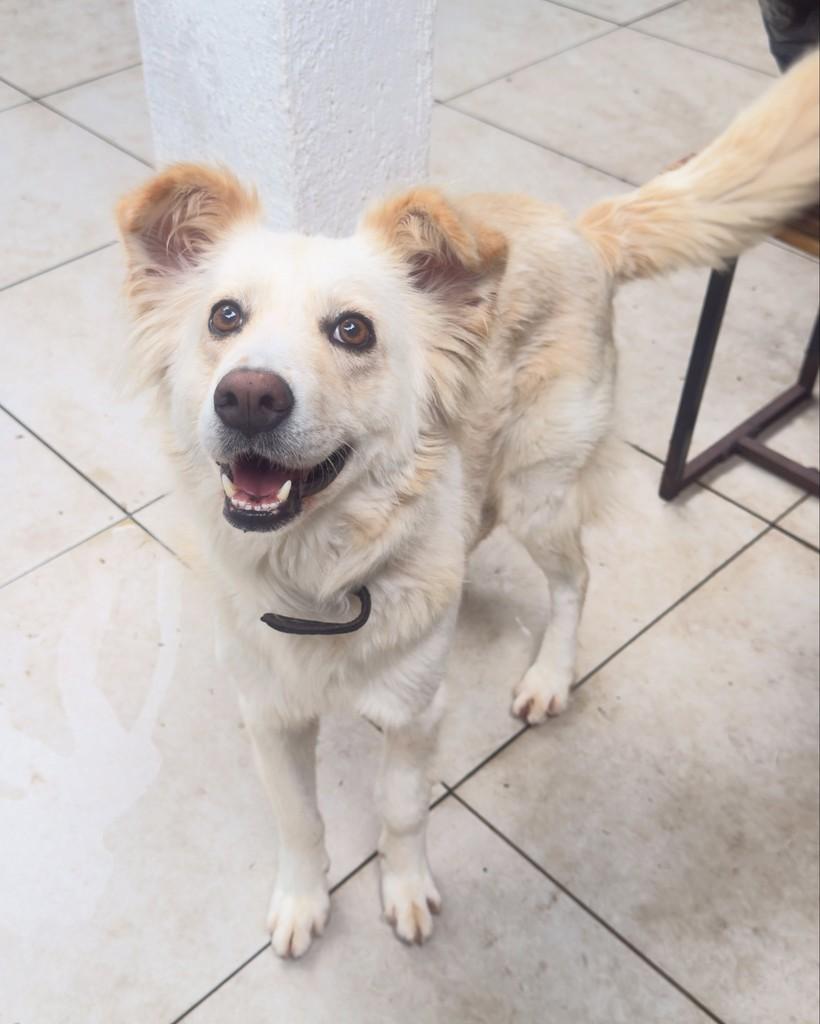 Belmont, cachorro de porte médio para adoção em São Paulo - SP — foto 4 de 6