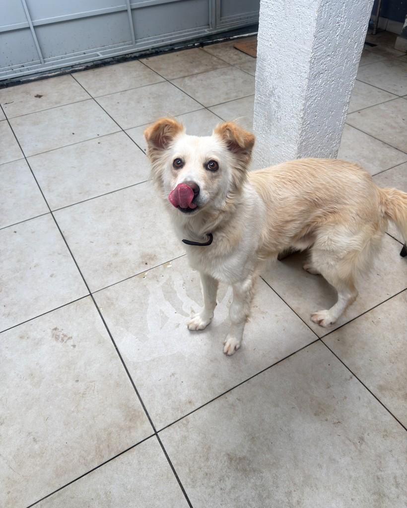 Belmont, cachorro de porte médio para adoção em São Paulo - SP — foto 5 de 6