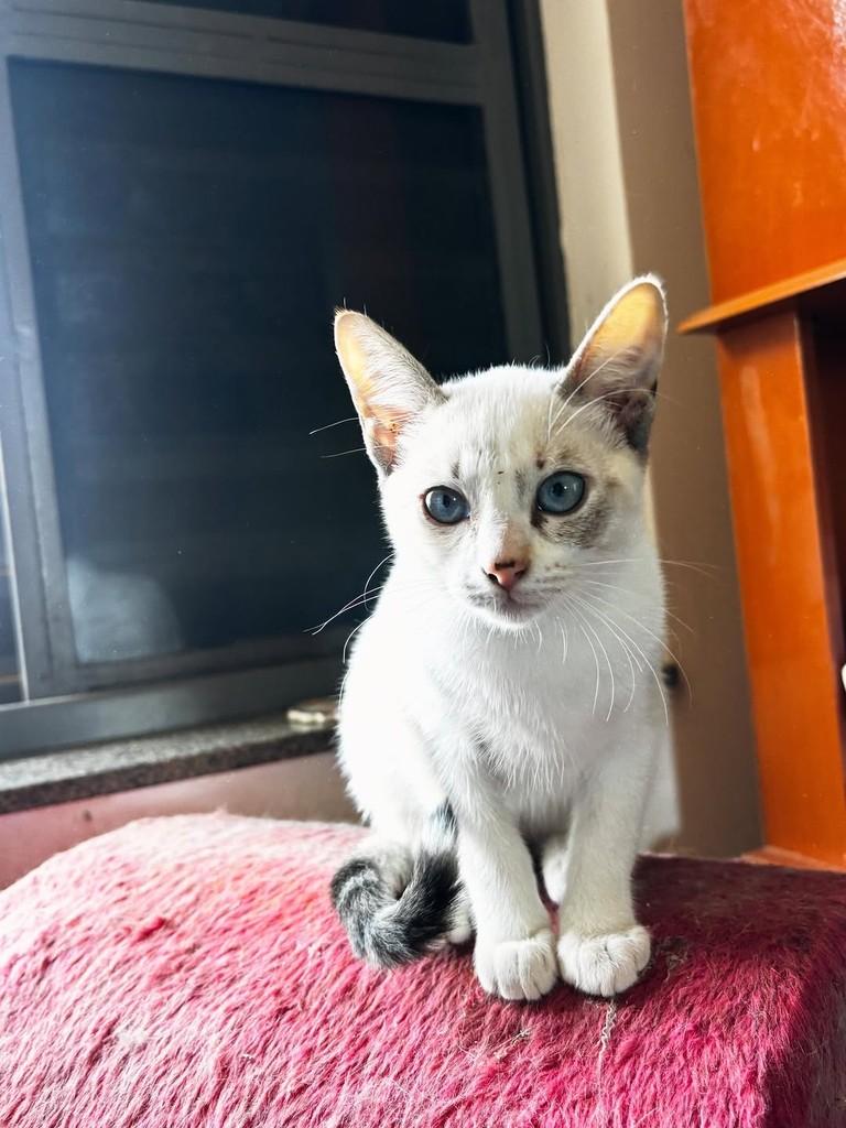 Alasca, gata de porte pequeno para adoção em Pouso Alegre - MG