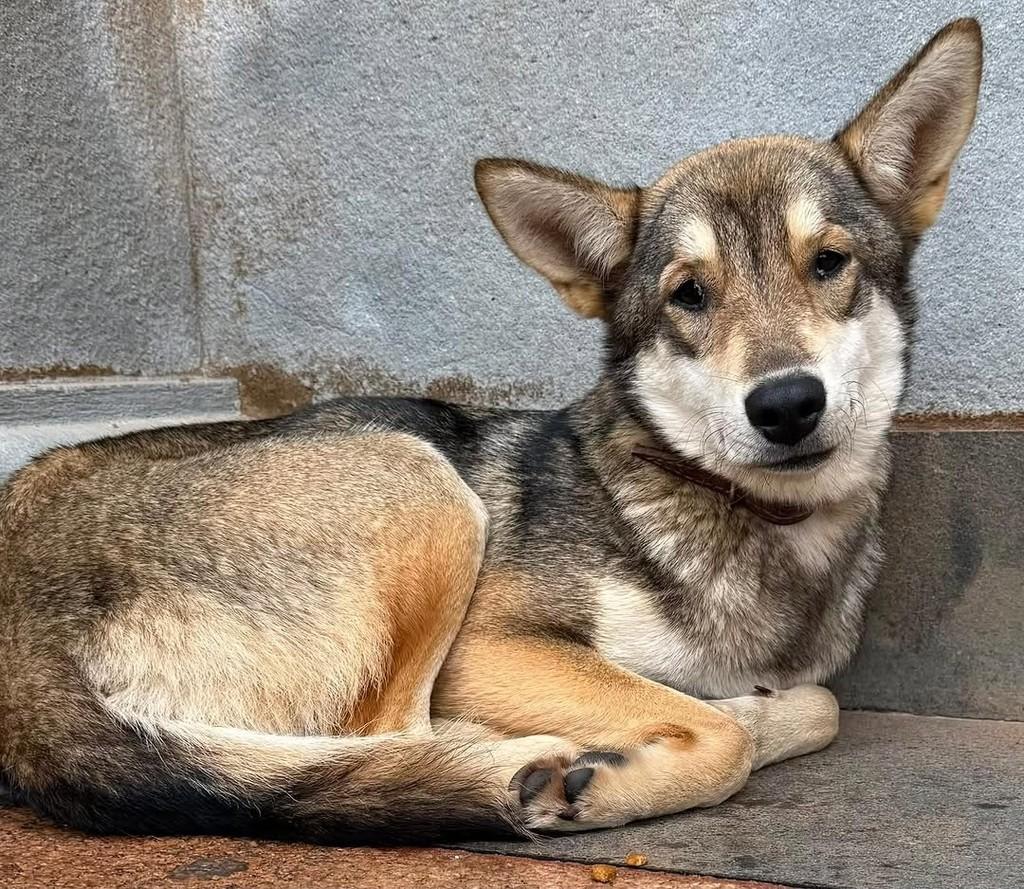 Cachorra, cadela de porte médio para adoção em Borda da Mata - MG