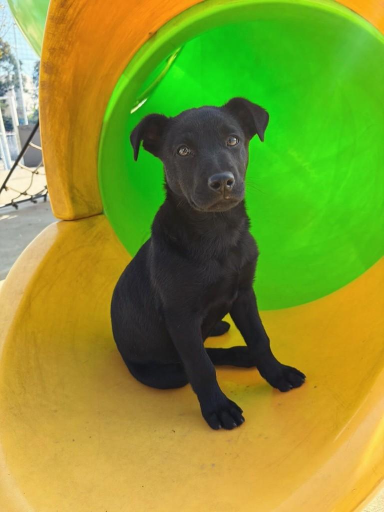 Bebezinho, cachorro de porte pequeno para adoção em Pouso Alegre - MG