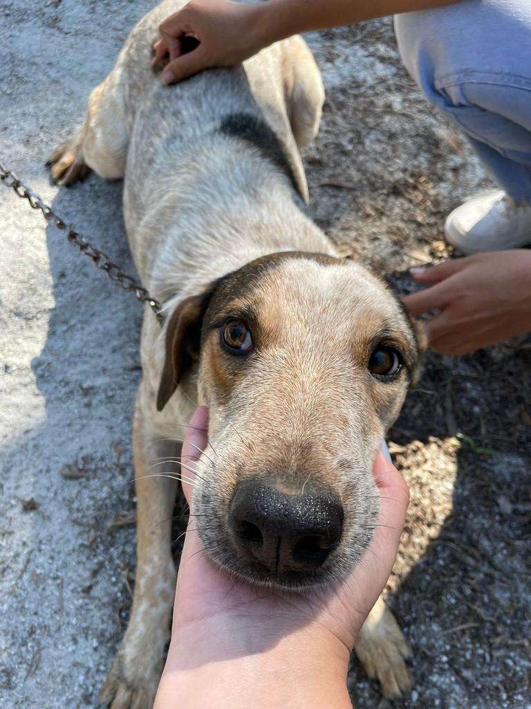 Maurício, cachorro de porte médio para adoção em Pouso Alegre - MG