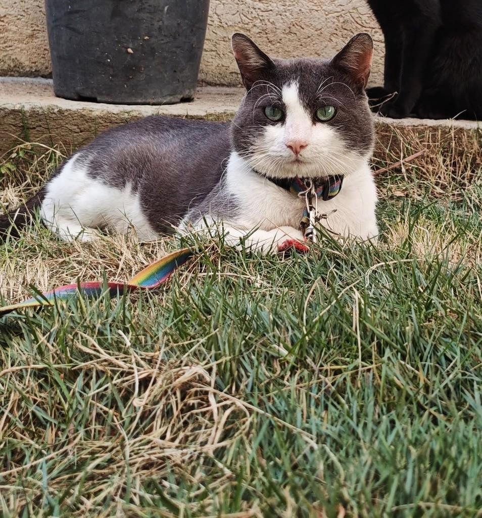 Chico, gato de porte médio para adoção em Pouso Alegre - MG