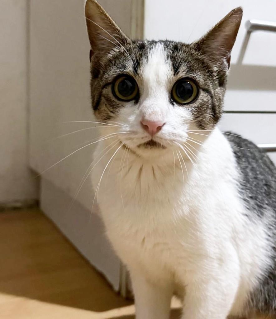 Antonia, gata para adoção em Pouso Alegre - MG