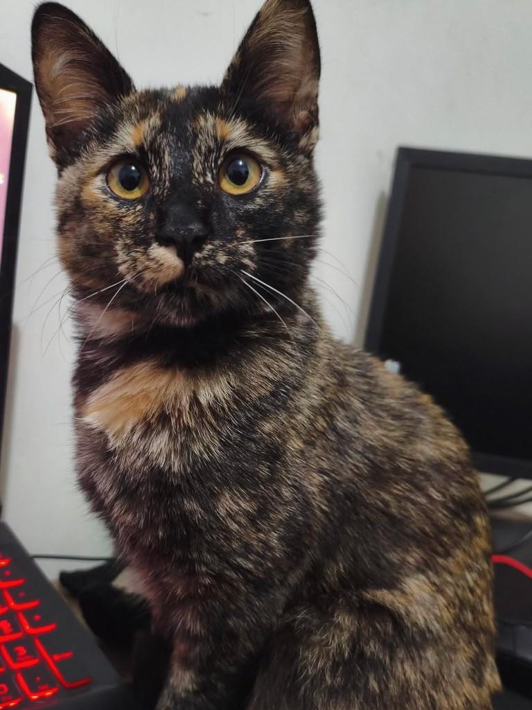 Amy, gata de porte pequeno para adoção em Pouso Alegre - MG