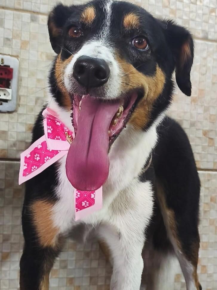 Pandora, cadela de porte médio para adoção em Pouso Alegre - MG