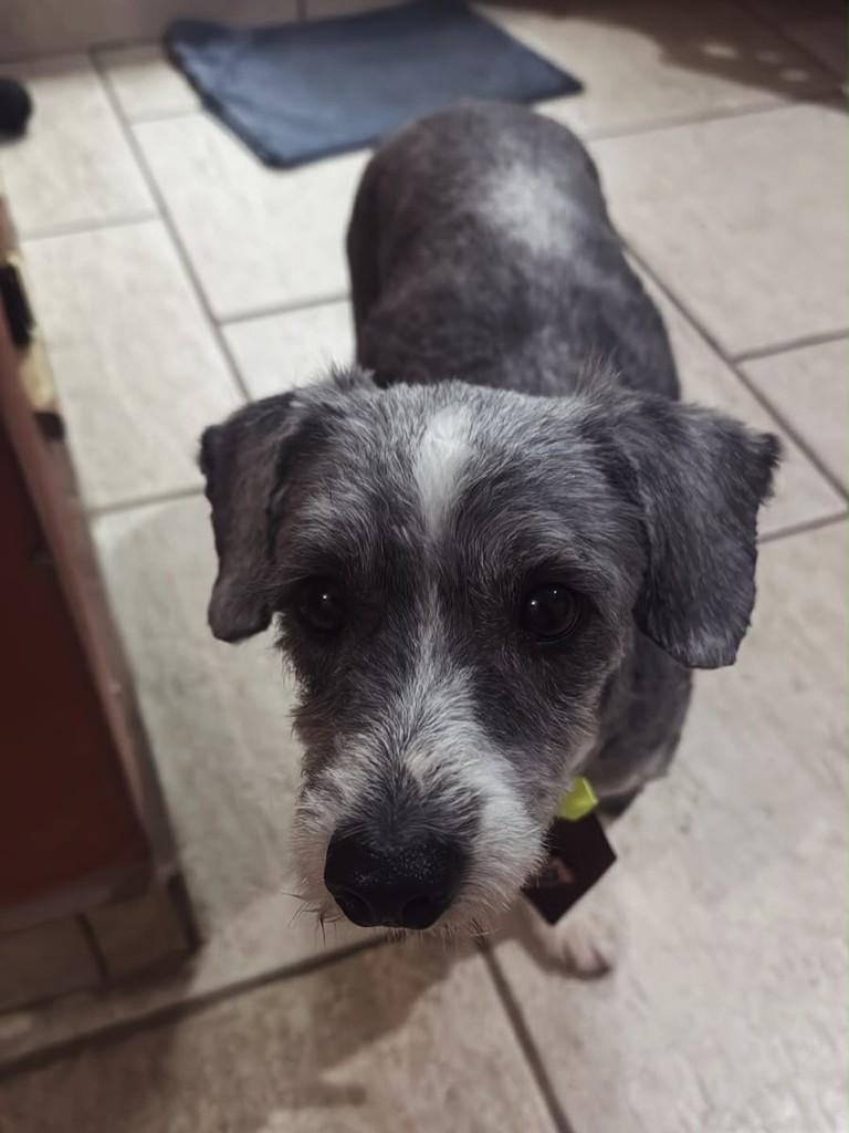 Miguelito, cachorro de porte pequeno para adoção em Pouso Alegre - MG