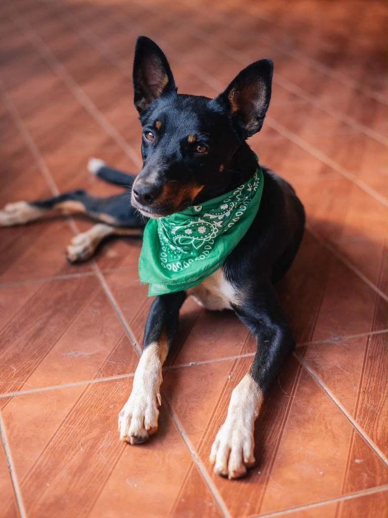 Timóteo, cachorro de porte médio para adoção em Pouso Alegre - MG