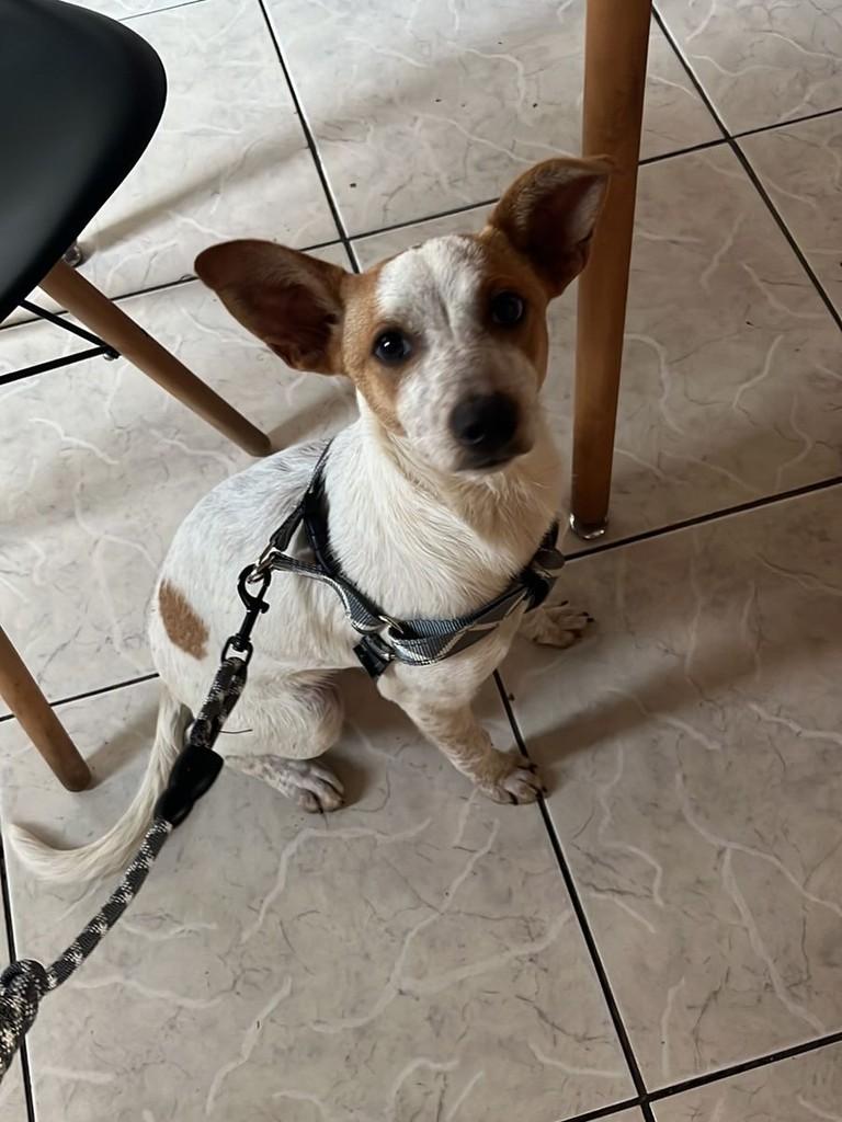 Berenice, cadela de porte médio para adoção em Pouso Alegre - MG — foto 3 de 6