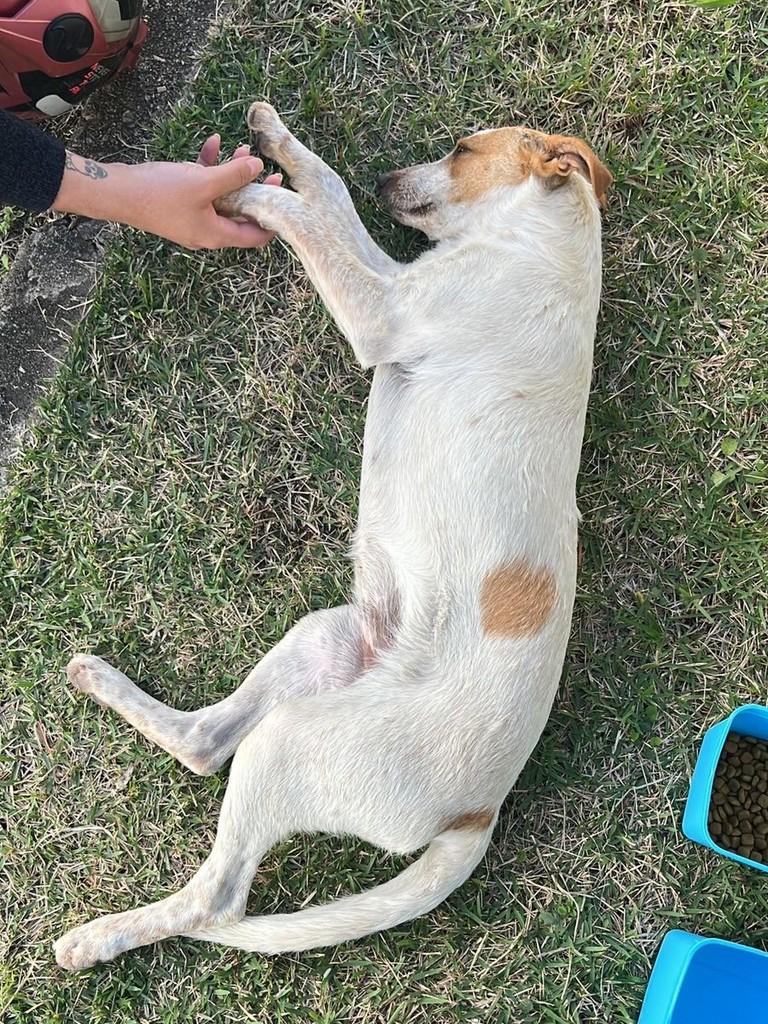 Berenice, cadela de porte médio para adoção em Pouso Alegre - MG — foto 5 de 6