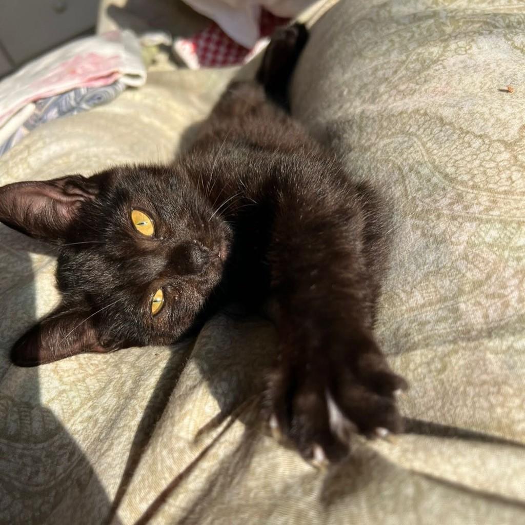 João, gato de porte pequeno para adoção em Pouso Alegre - MG