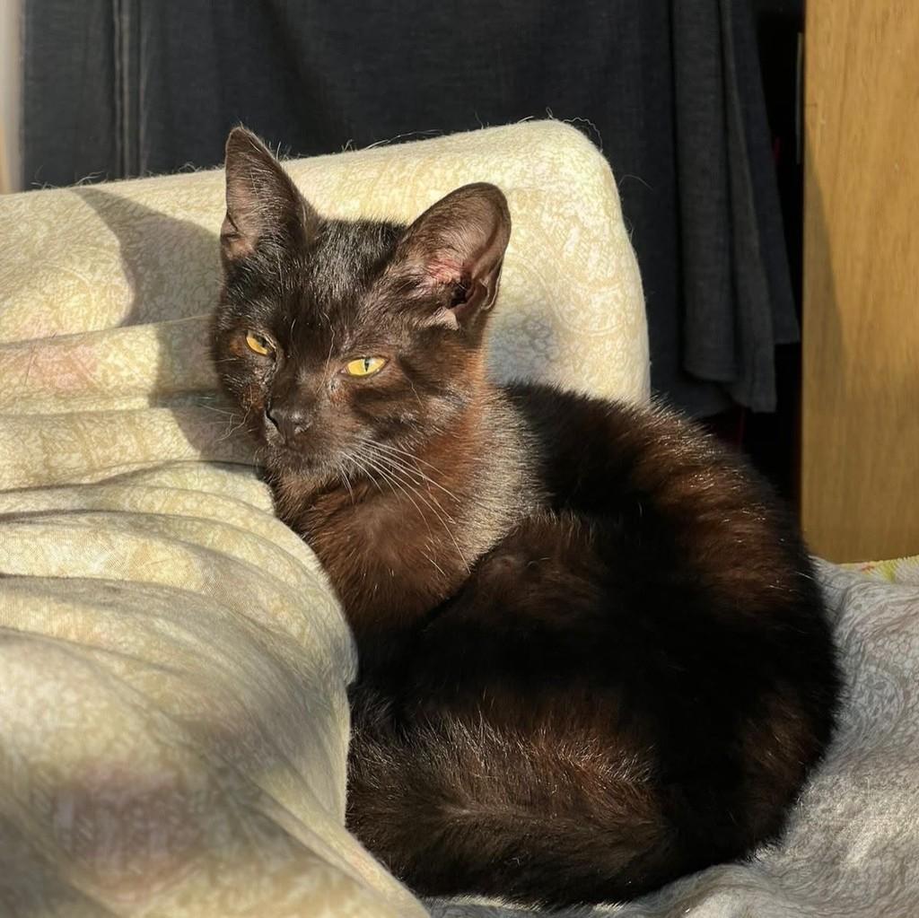 João, gato de porte pequeno para adoção em Pouso Alegre - MG — foto 2 de 2
