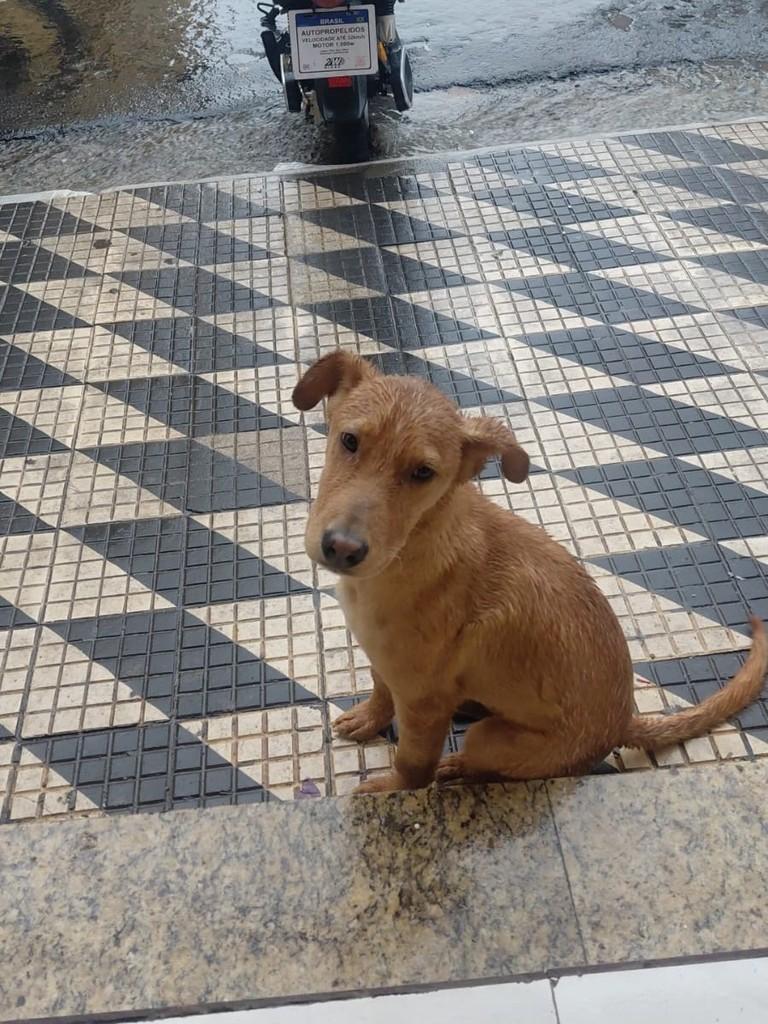 Tonho, cachorro de porte pequeno para adoção em Pouso Alegre - MG