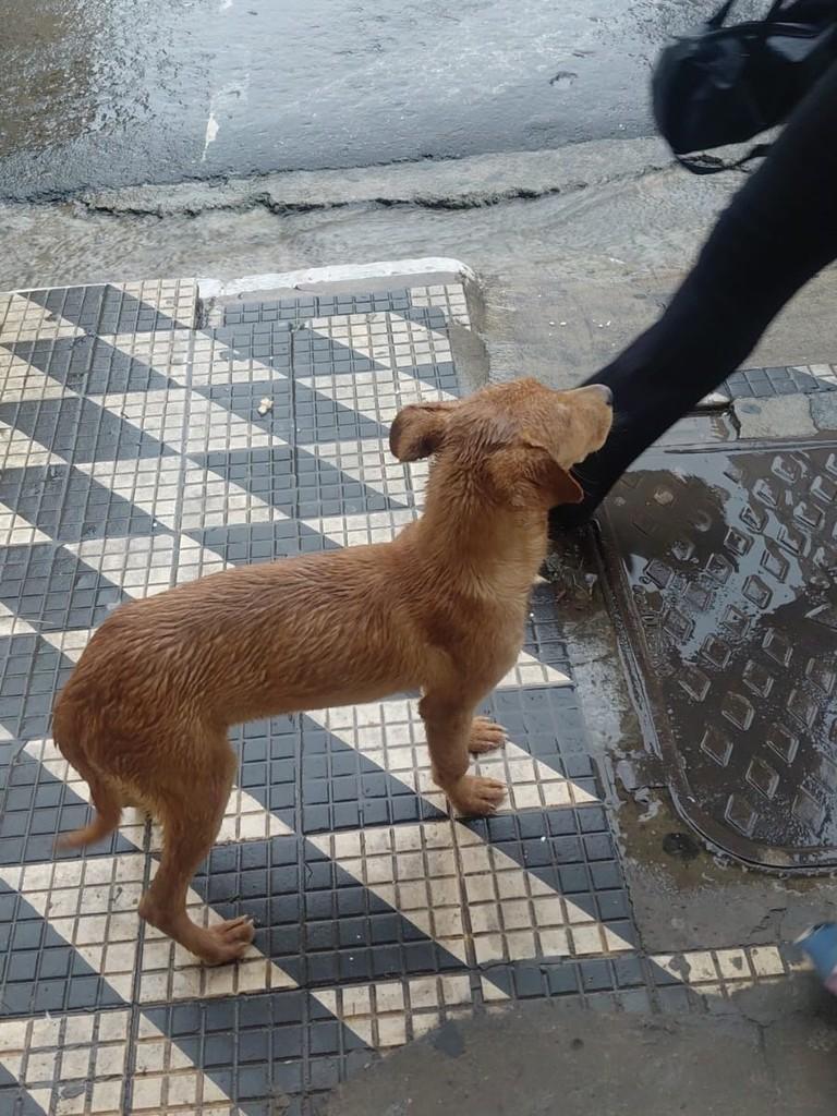 Tonho, cachorro de porte pequeno para adoção em Pouso Alegre - MG — foto 2 de 2