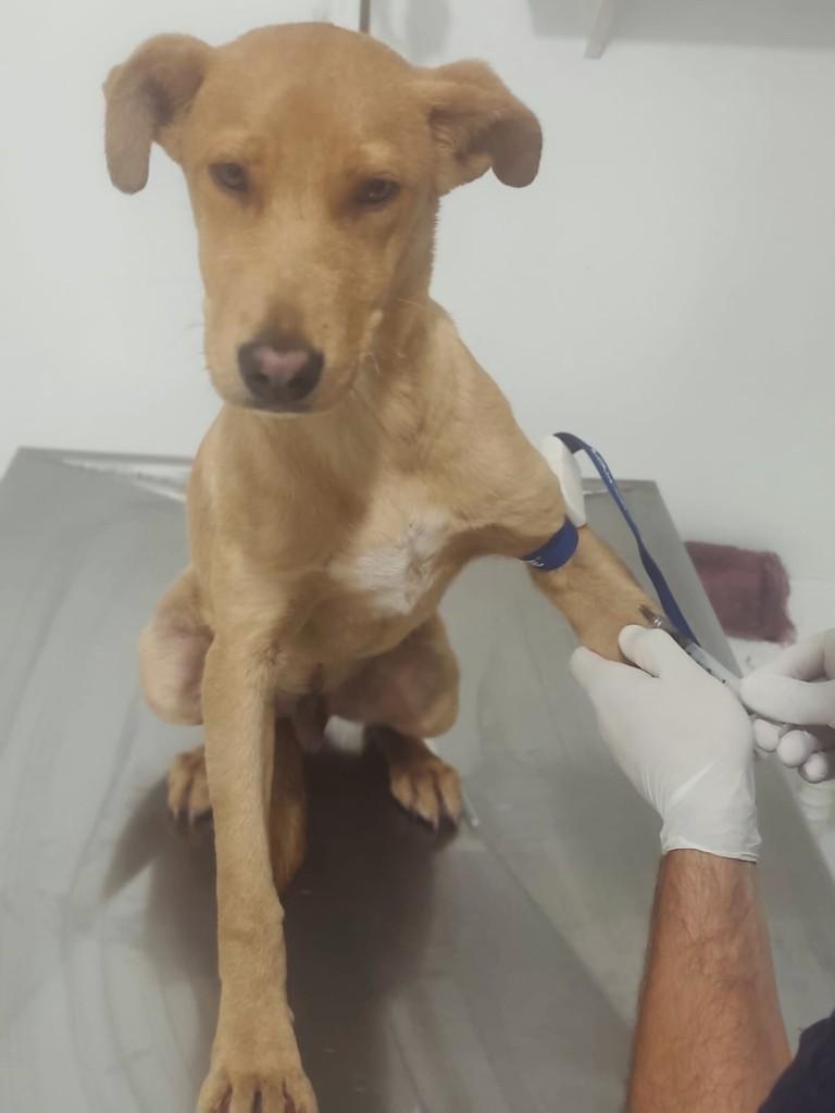 Caramelo, cachorro de porte pequeno para adoção em Pouso Alegre - MG