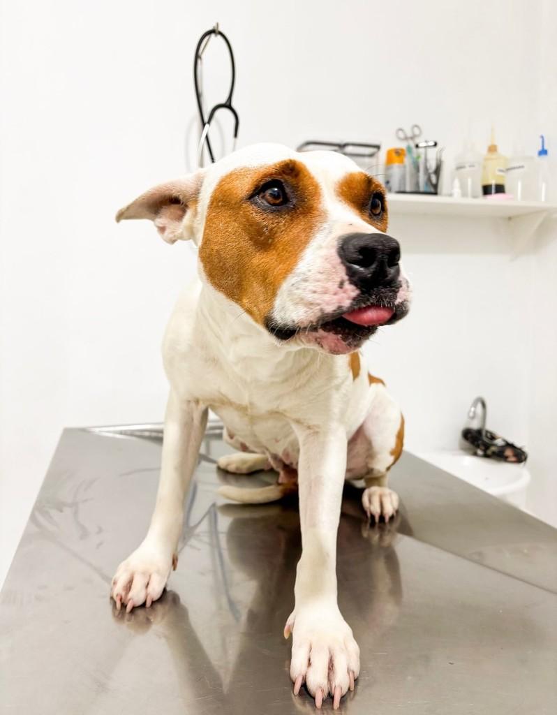 Honda, cadela de porte médio para adoção em Pouso Alegre - MG — foto 2 de 4